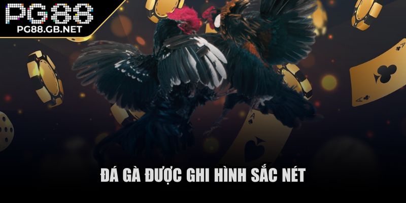 PG88 GB NET 🌟 PG88 Slot - Link PG 88 Đăng Nhập Nhà Cái Nổ Hũ 2025 35 Đá gà được ghi hình sắc nét